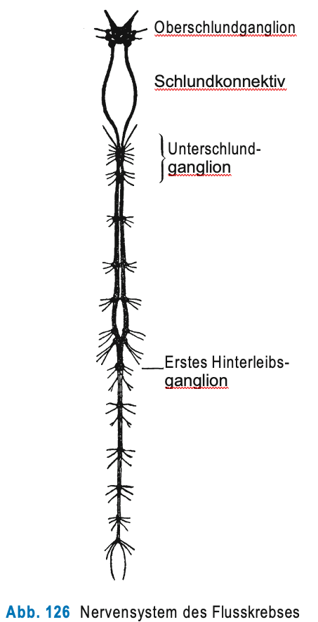 Astacus_astacus_Fig_126.png