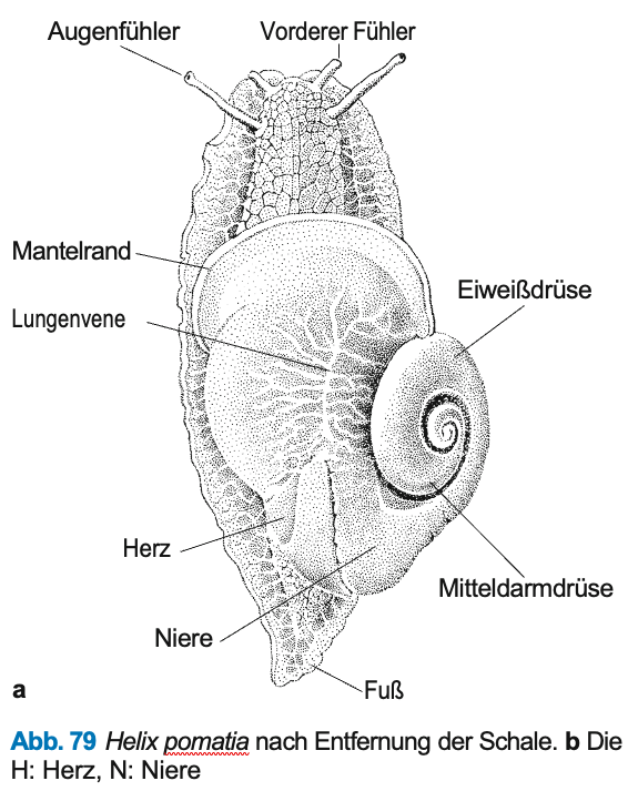 Helix_pomatia_Fig_79.png