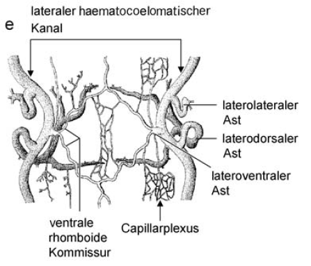 Hirudo_medicinalis_cs_01.png