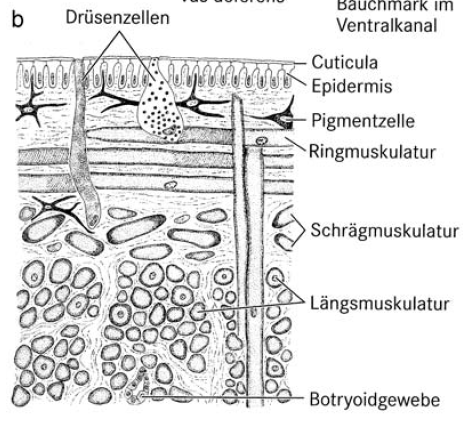 Hirudo_medicinalis_integument_01.png