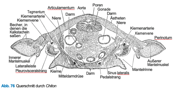 Chiton_sp._Fig_76.png  