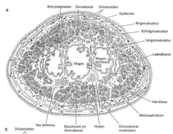 Hirudo_medicinalis_quer_01.png