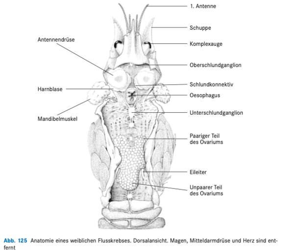 Astacus_astacus_Fig_125.png
